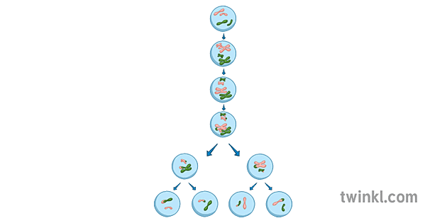 Chromosomes Dividing Illustration Twinkl 0155