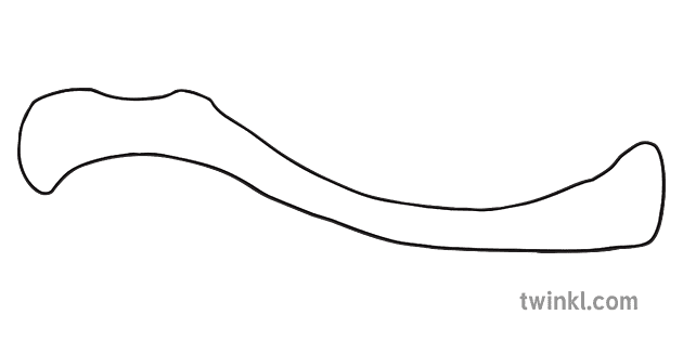 Anatomy Human Clavicle Scapula Joint Bones Girdle Pectoral Skeletal ...