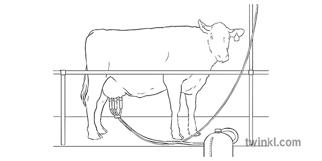 牛が工場で搾乳されている動物産業農場からガラスのミルクの物語ks2 Bw Rgb