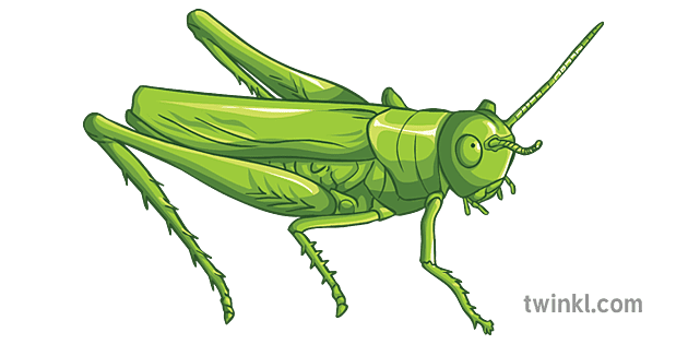 ikhilikithi-insect-ekwindla-english-secondary-illustration-twinkl