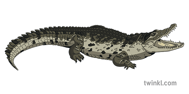 Crocodile Png Illustration - Twinkl