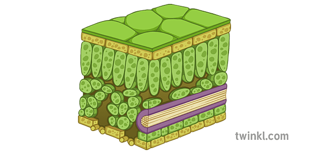 Cross Section Of Leaf Illustration - Twinkl