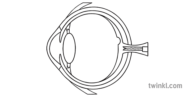 Cross Section Of A Human Eye Diagram Iswed Abjad Illustration Twinkl