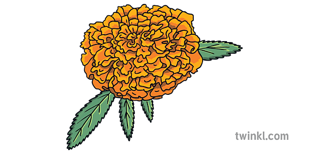 dia de los muertos bingo ingles caléndula flor ks1 Illustration - Twinkl