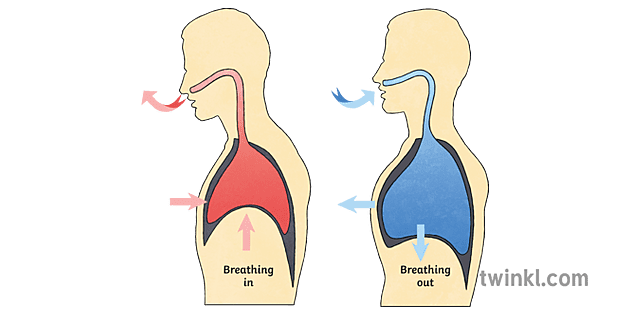 Diaphragm Breathing KS2 Illustration - Twinkl