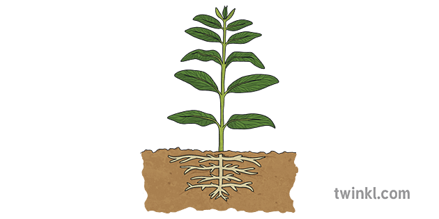 Dicotyledon with Root System Illustration - Twinkl