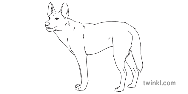 dingo general animal dog australia secondary black and white rgb