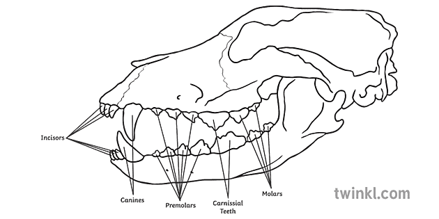 dog skull profile with teeth diagram science ks2 black and white rgb