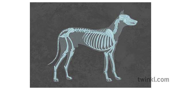 Dog X Ray Illustration - Twinkl