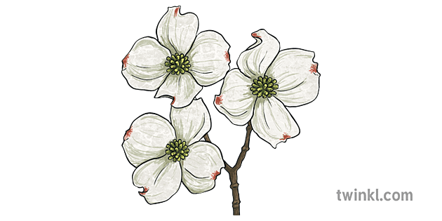 dogwood 1 Illustration - Twinkl