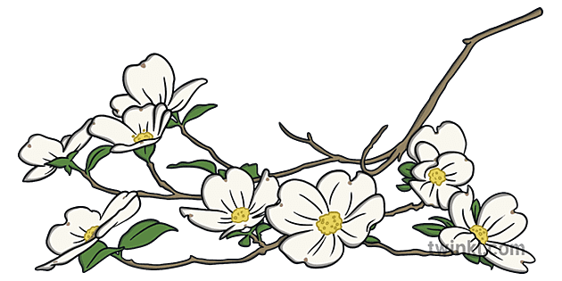 dogwood flower illustration