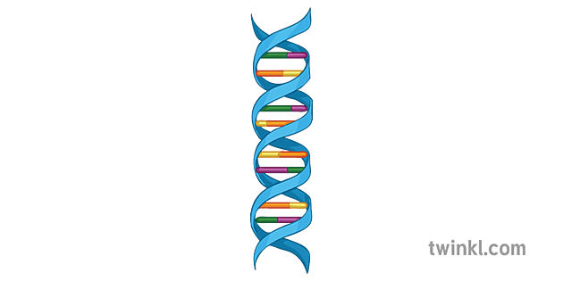 Double Helix Structure Of DNA Diagram Science Secondary