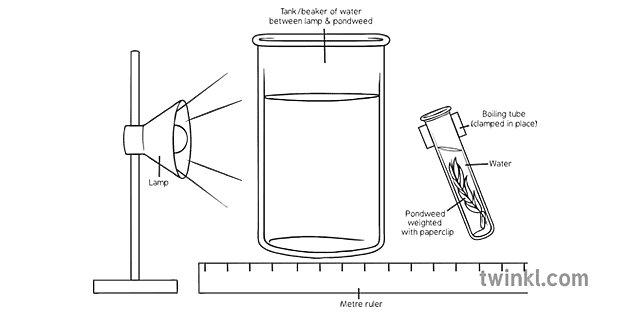 effect-of-light-intensity-on-photosynthesis-science-diagram-ks4-black-and