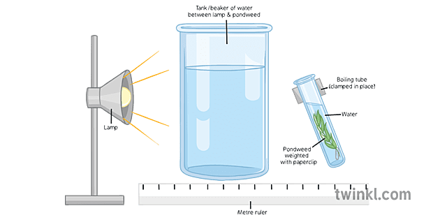 efekt-intenzity-sv-tla-na-fotosynt-ze-science-diagram-ks4-illustration