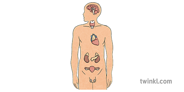 Sistema Endocrino Ciencia Biología Cuerpo Humano Mps Ks2 1