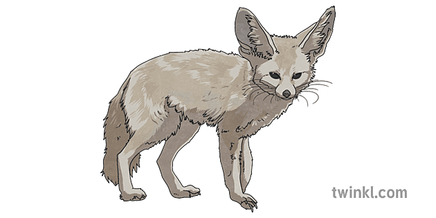 Fennec Fox Illustration - Twinkl