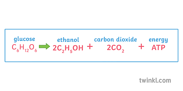fermentación ecuación ciencia secundaria 1 Illustration - Twinkl
