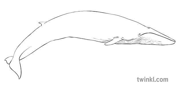 Fin Whale Black and White Illustration - Twinkl