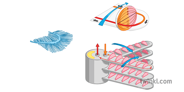 Fish Gills Breathing Diagram 2 Science Secondary - Twinkl