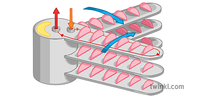 Gills. Gill Filaments. МИЛАМ Гилл. Gill the Drill.