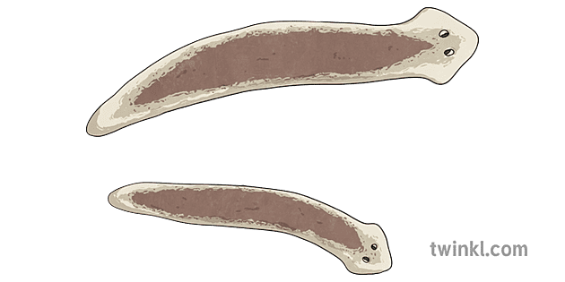 plakanie tārpi dzīvnieki anelīdi nematodes un platyhelminthes