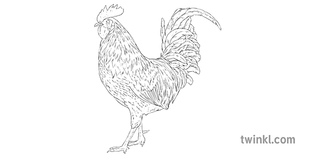 Gallic Rooster Cockerel Chicken Bird Poultry Animal National Symbol France