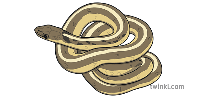 Garter Snake Illustration - Twinkl
