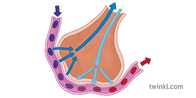 Gas Exchange 2 Illustration - Twinkl