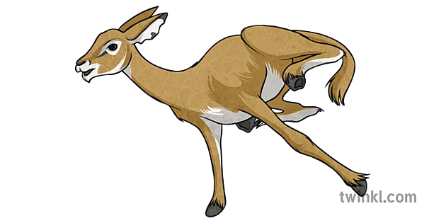 Gazelle Running Animal Wildlife Nature Priy Cat Natural Science Ks2