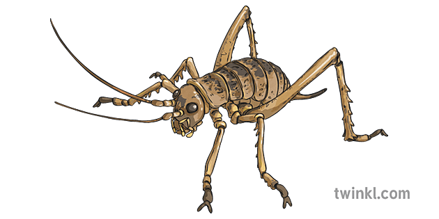 巨型韋塔昆蟲動物適應新西蘭ks2 Illustration Twinkl