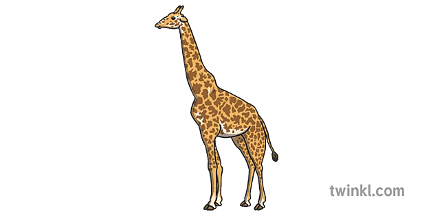 Jirafa Ojos Abiertos Zoo Animal Ks1 Illustration Twinkl