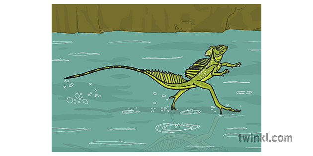 Green Basilisk Lizard Running on Water Illustration - Twinkl