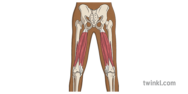 Hamstring Muscle Anatomy Illustration Twinkl