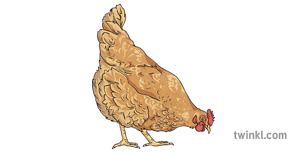 啄鸟农场动物鸡英语的gwion和ceridwen Ks2的传奇 Illustration