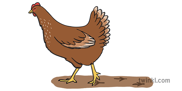 母鸡走路与足迹鸡农场动物鸟ks1 Illustration Twinkl