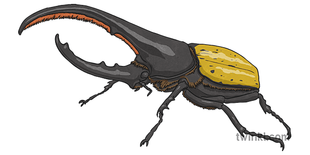 Plate showing a male Hercules beetle (Dynastes hercules), a tropical insect in t