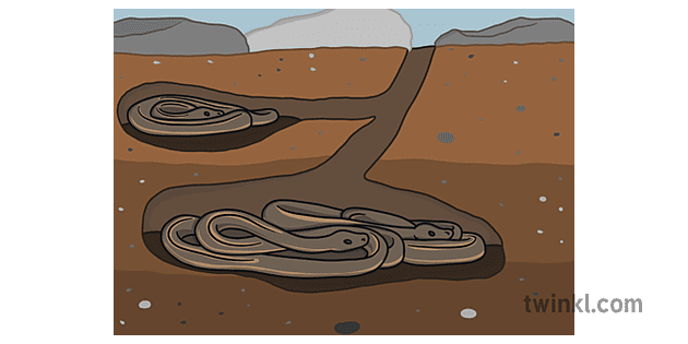 Hibernating Snakes Illustration Twinkl