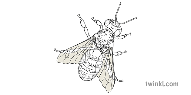 Miel Abeille Noir Et Blanc 3 Illustration Twinkl