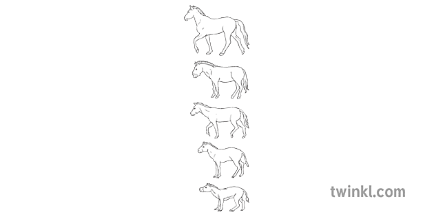 Horse Evolution Chart Horse Only Animal Science Secondary Illustration