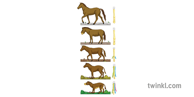 Horse Evolution Chart with Forefeet Animal Science Secondary Illustration -