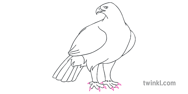 cómo dibujar un águila dorada paso 10 arte instrucciones pájaro ks2