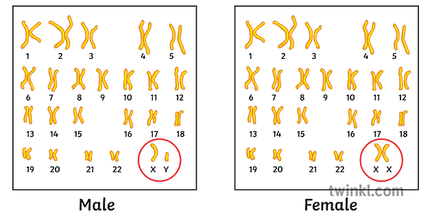 Humano Cariótipo Masculino Feminino Diagrama De Comparação Sexo Genético Genes 1329