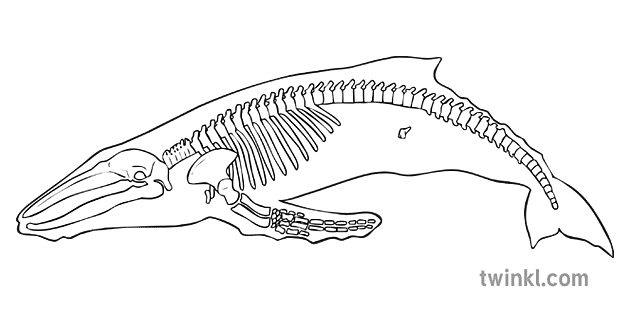 Bonggol Paus Evolusi Kerangka Haiwan Sains Sekunder Bw Rgb
