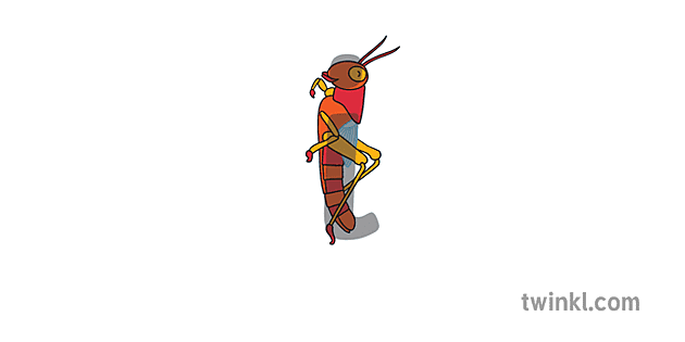 insecte invertebrat llagosta criatura voladora eyfs ks1 Illustration