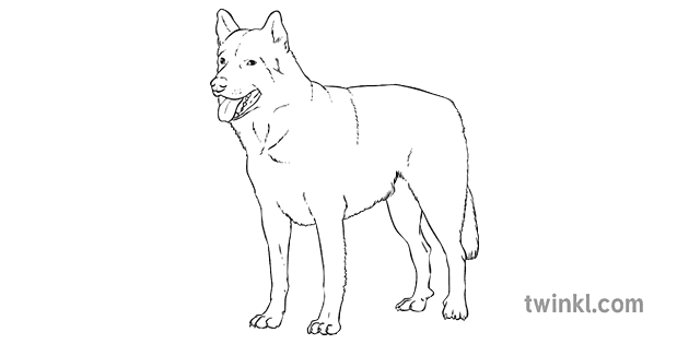 inuit kutya husky kanadai állatok emlős ks2 fekete fehér Illustration ...