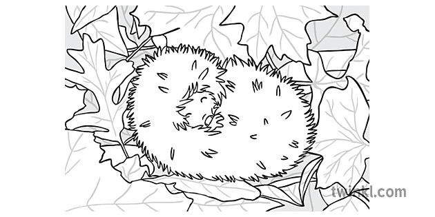 Ks1刺猬冬眠的叶子黑白illustration Twinkl