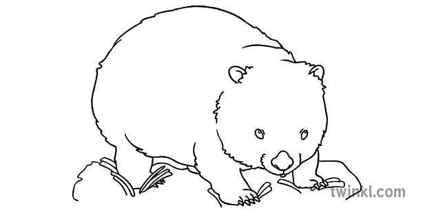 Ks1 Wombat In Straw Eyes Open Black And White Rgb Illustration Twinkl