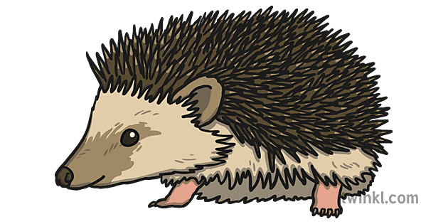 KS1 Hedgehog Open Eyes Illustration - Twinkl