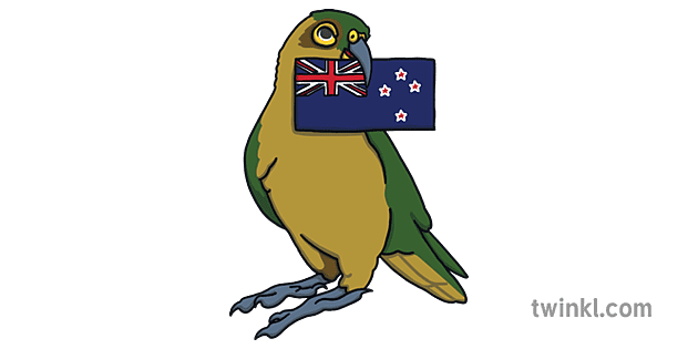 Kea持有新西兰国旗nz喙鸟可爱动物ks1 Illustration Twinkl