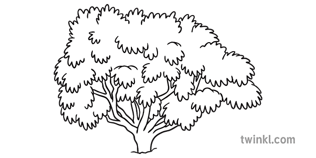 kowhai tree black and white Illustration - Twinkl